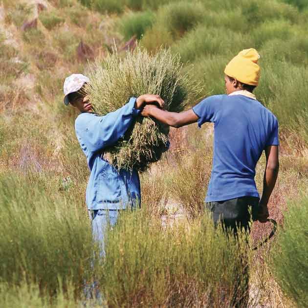 growing rooibos tea